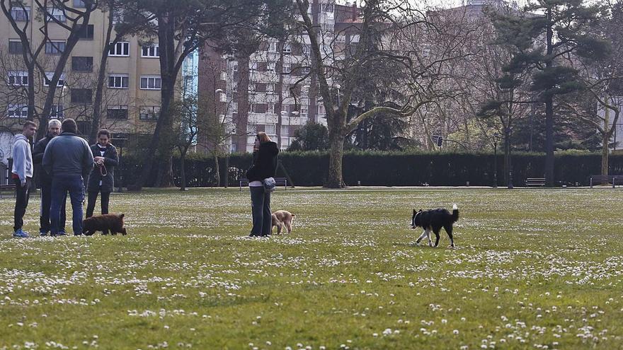 La elección del suelo para el albergue de animales se conocerá antes de verano