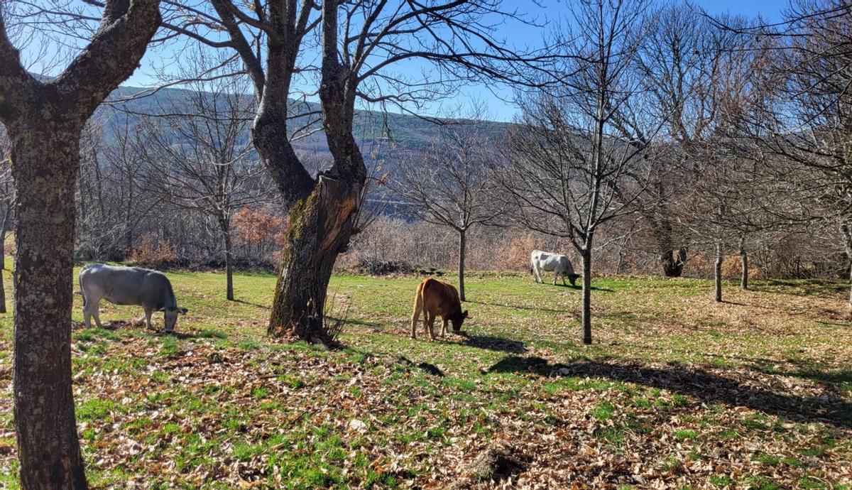 Vacas sueltas y sin control en la zona de Chanos.  | ARACELI SAAVEDRA
