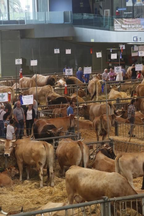 Certamen de ganado de San Agustín