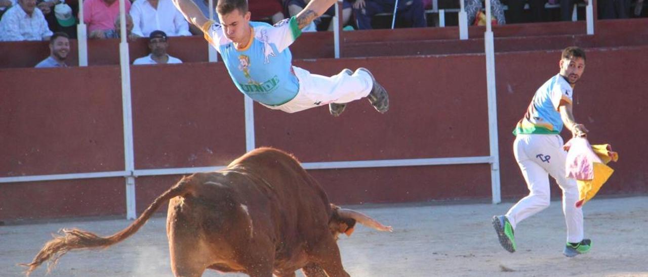 Llíria exhibe más de 20 toros cerriles