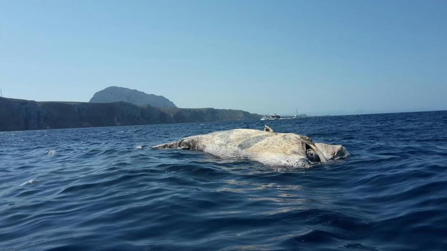 Hallan una ballena muerta en aguas del cabo de Sant Antoni de Xàbia