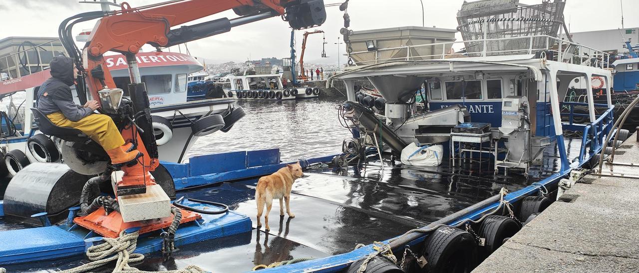 El perro, tripulante del bateeiro.