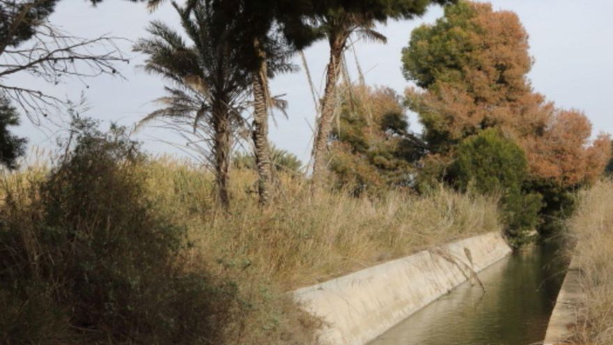 ¿Qué le pasa a los pinos en Elche?