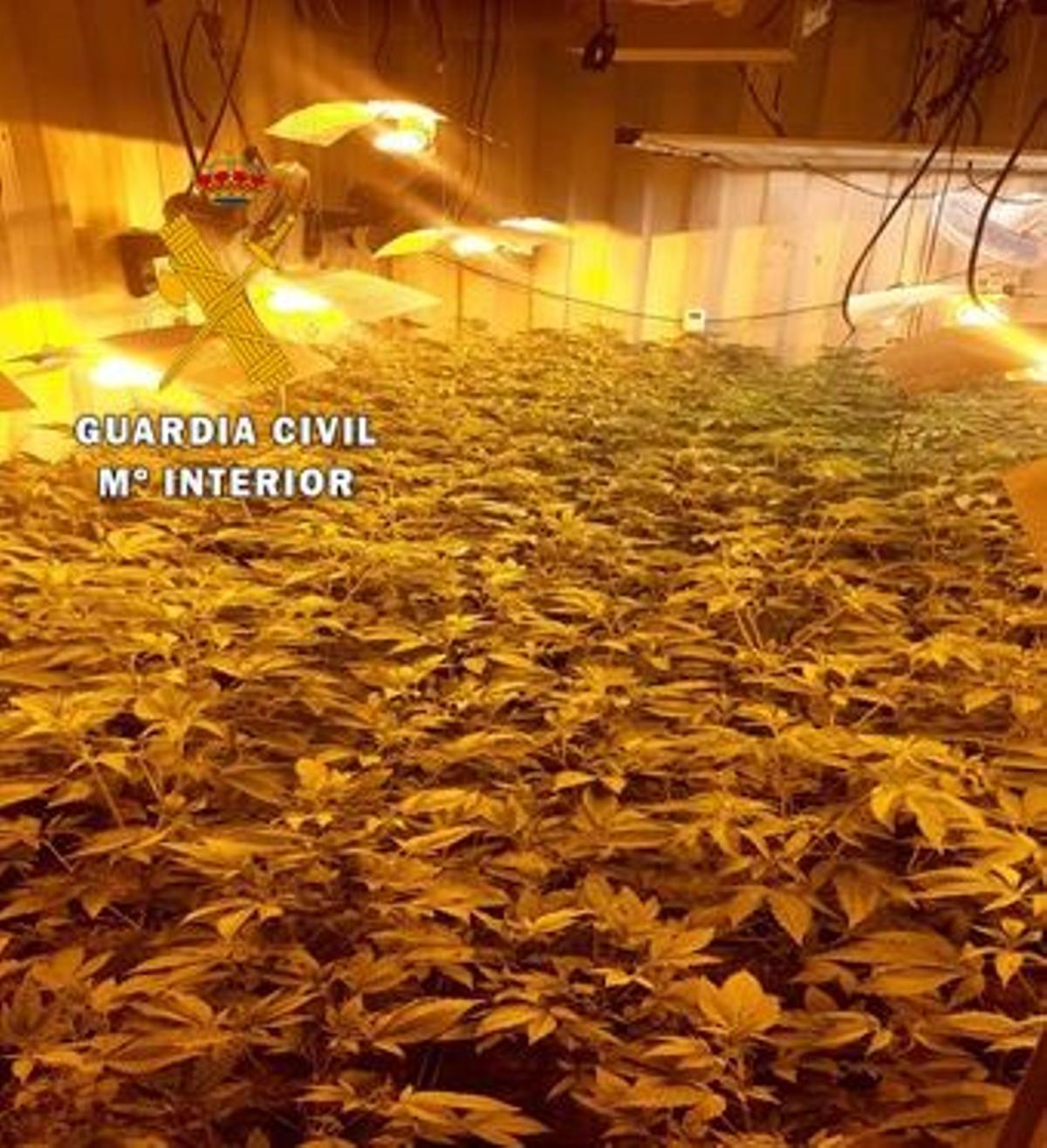 Imagen del zulo con la plantación.