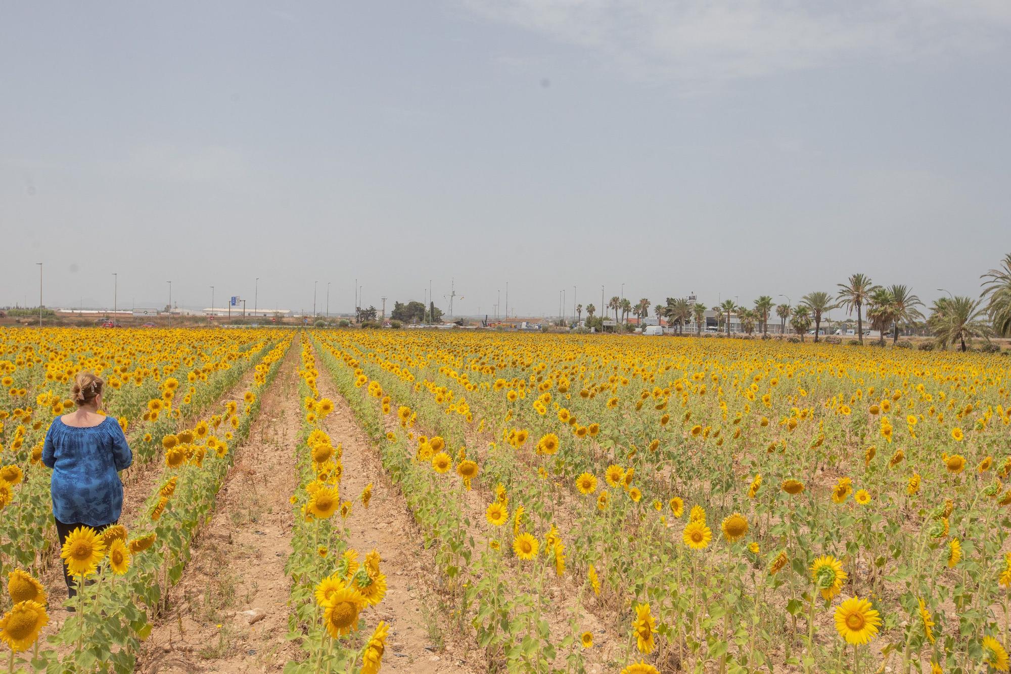 Los espectaculares campos de girasol plantados en Pilar de la Horadada
