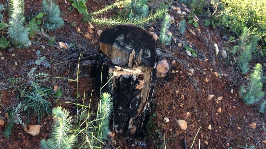 Brotan  a los 17 meses del incendio miles de pinos en la ladera de umbría de la Granadella