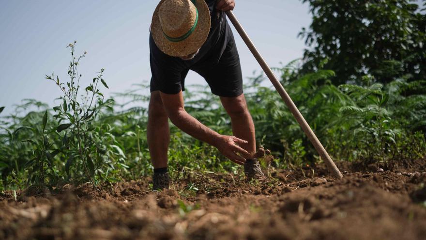 Prepárense para otra temporada de papas caras: el calor extremo hace estragos en las cosechas de Tenerife