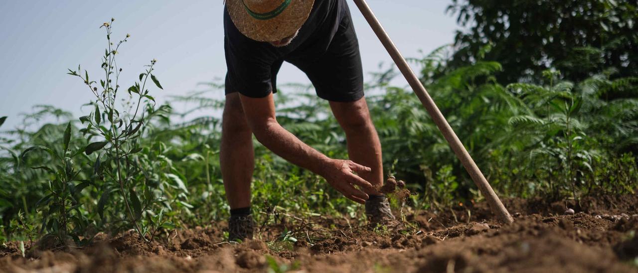 Prepárense para otra temporada de papas caras: el calor extremo hace estragos en las cosechas de Tenerife