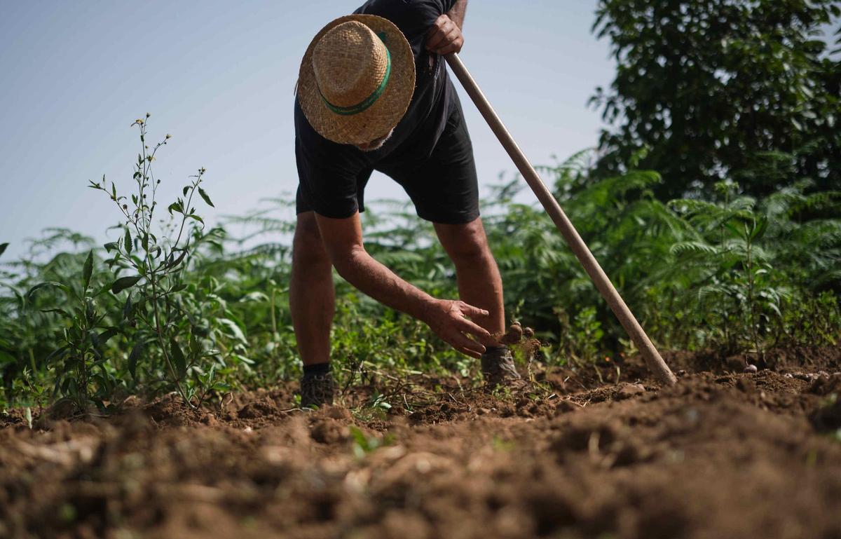 Un agricultor trabaja en una huerta de papas de Tenerife.