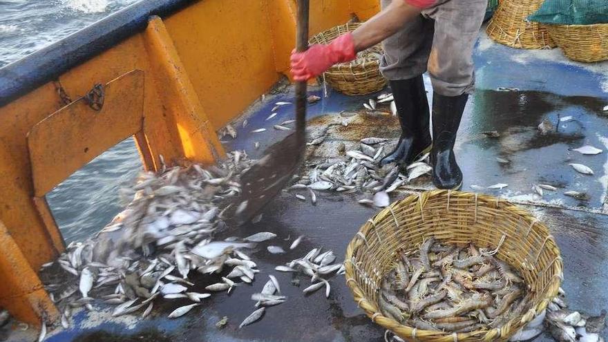 Descartes de pescado en la cubierta de un buque.