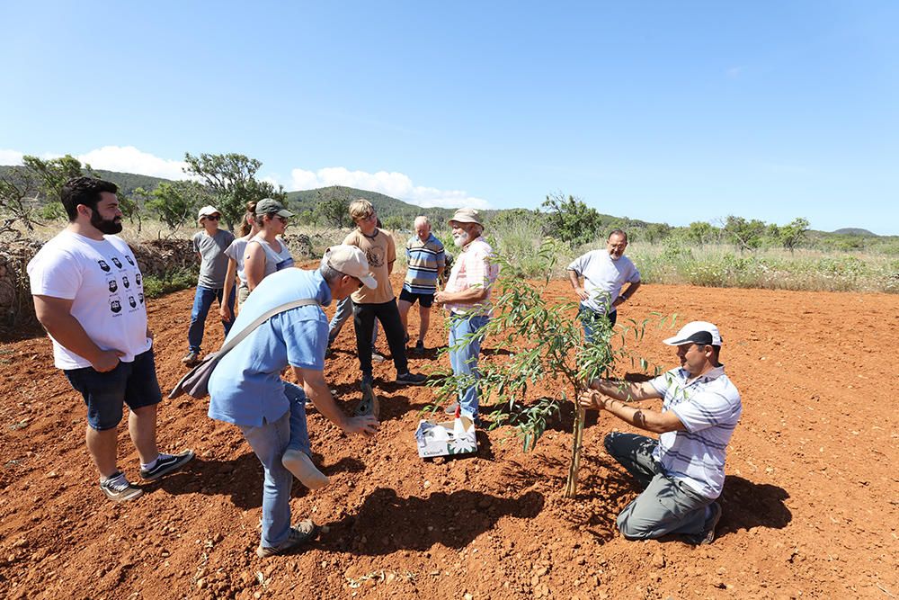 Las variedades de almendro autóctonas 'pau' y 'espineta' se injertan en 126 árboles para crear un banco de semillas.