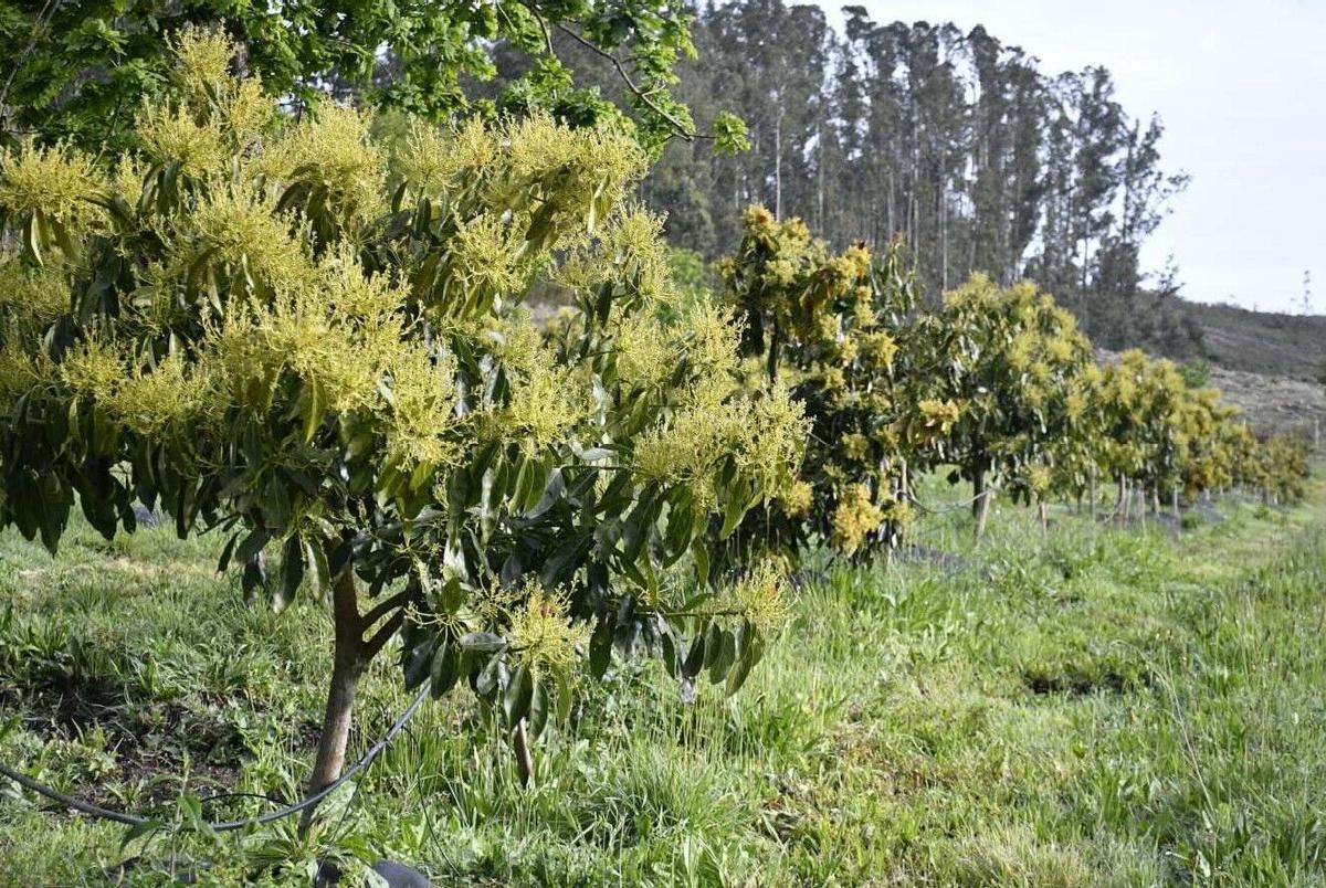 Unos árboles de aguacate durante la época de floración en Culleredo