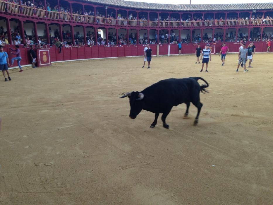 Fiestas Toro- concurso de jóvenes cortadores