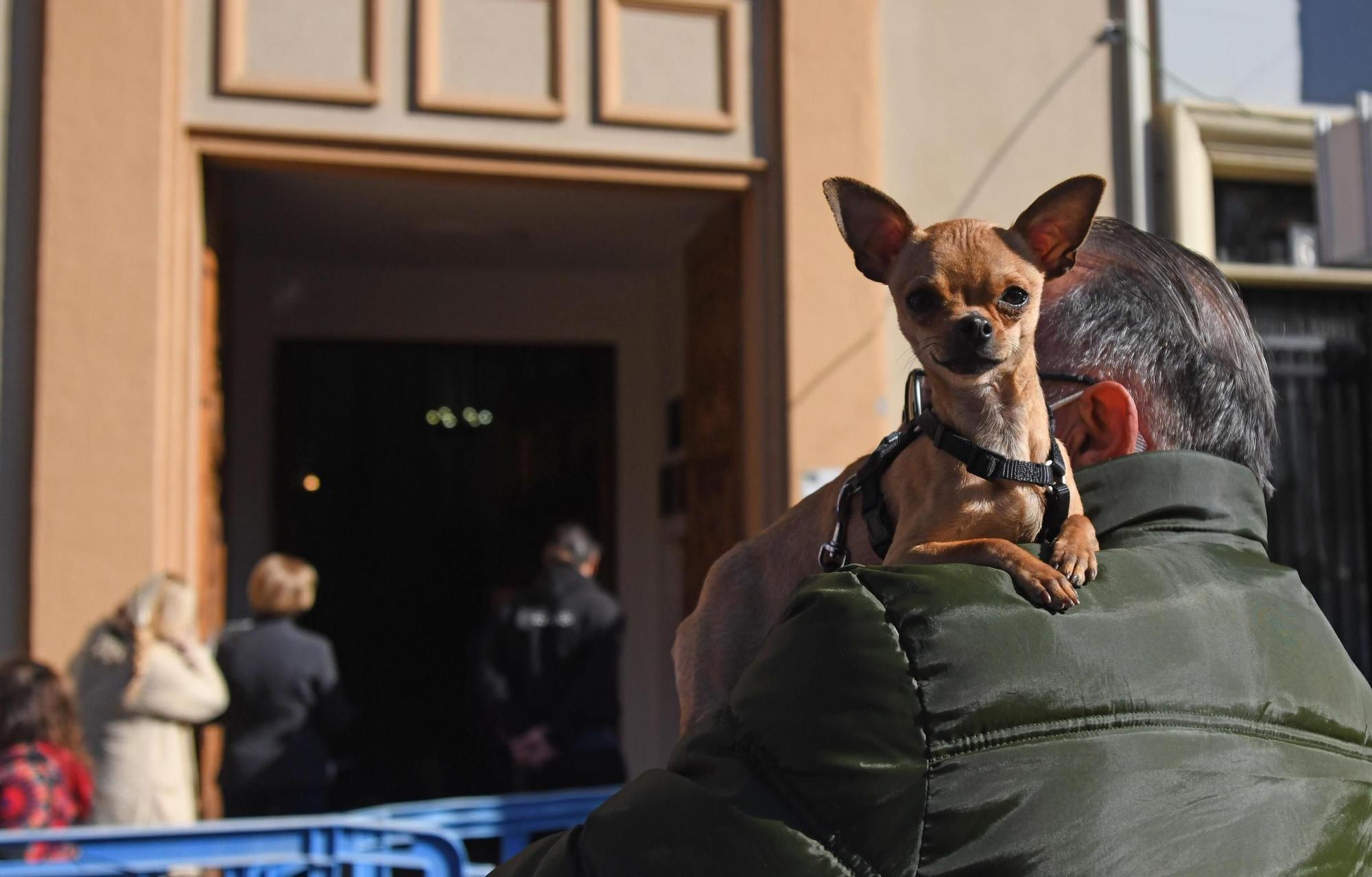 Las mascotas reciben su bendición por San Antón en Murcia (II)