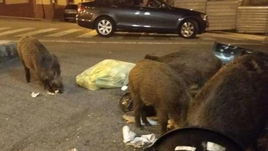 Cuatro jabalíes comiendo basura en San Lázaro el miércoles.