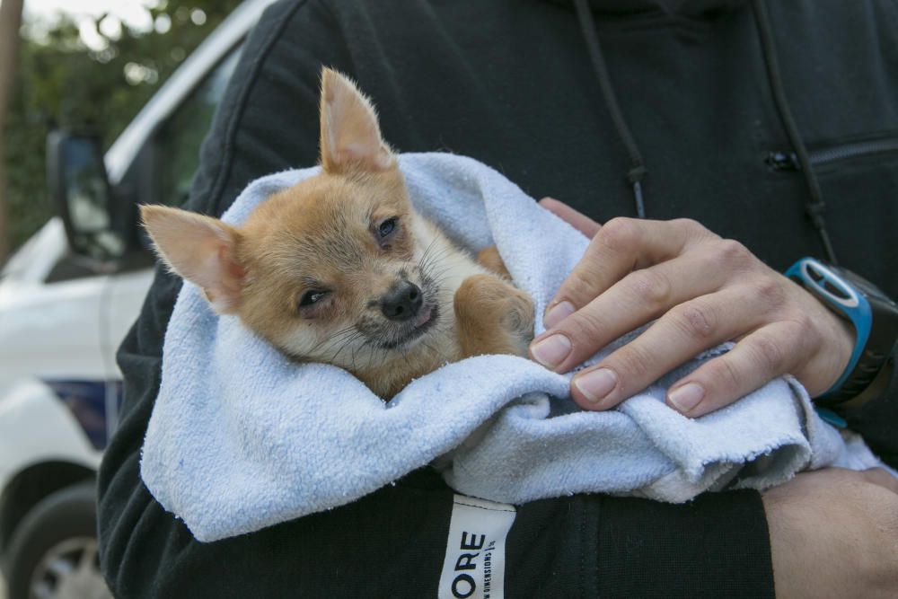 Así están los 56 perros rescatados en una vivienda en Alicante