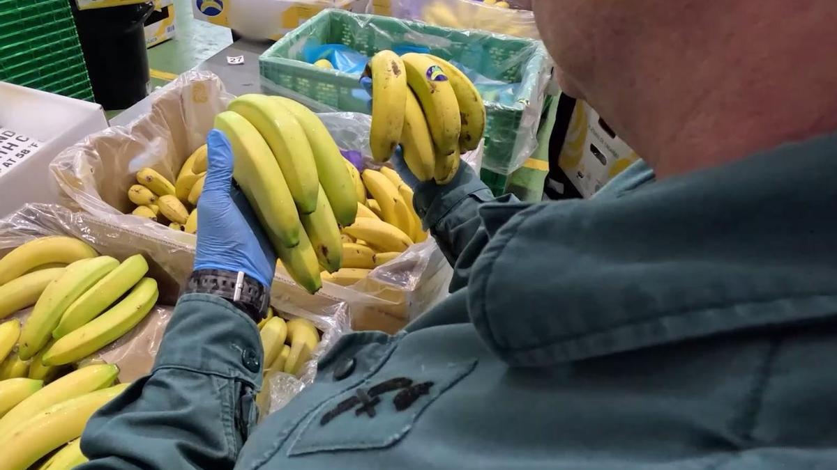 Investigan una empresa de Alicante por vender toneladas de banana como Plátano de Canarias