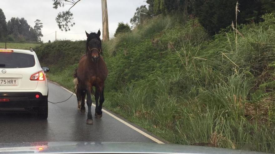 La yegua y su potro, justo detrás, hacia las nueve de esta mañana entre vehículos en la carretera Avilés-Luanco