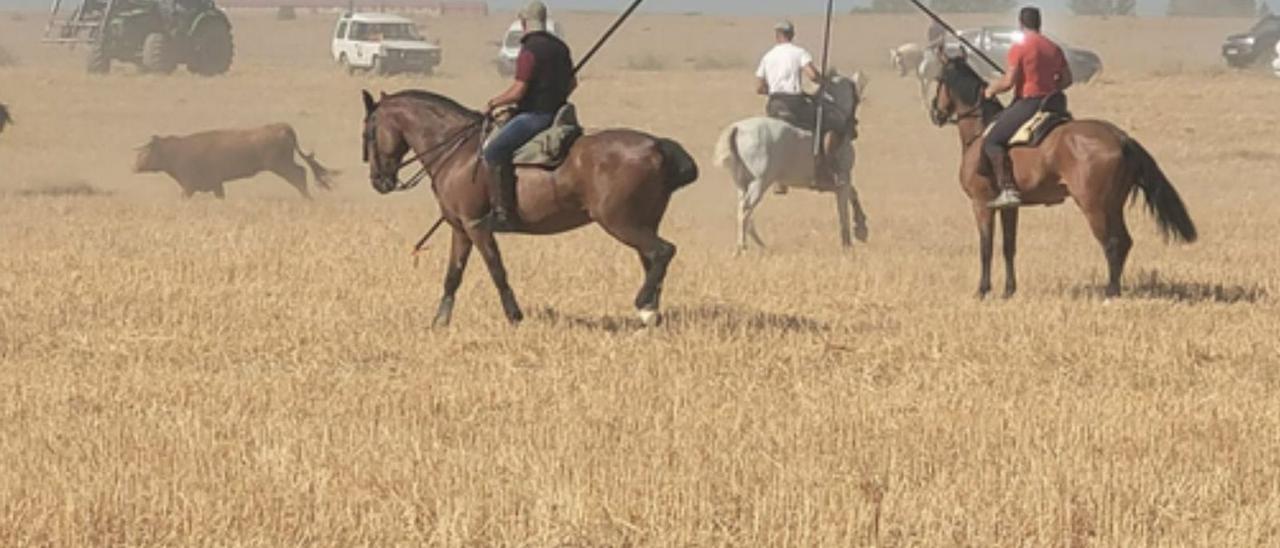 Varios caballistas durante el encierro de Santovenia del Esla de ayer por la mañana. | E. P.