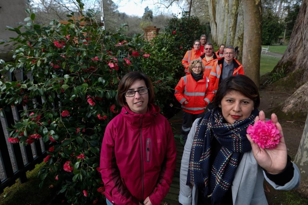 Camelias en el Botánico