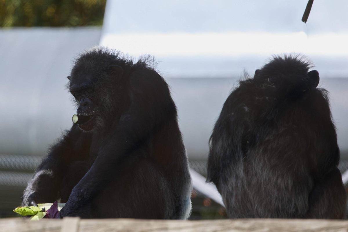 La Fundació Mona, ubicada a Riudellots de la Selva