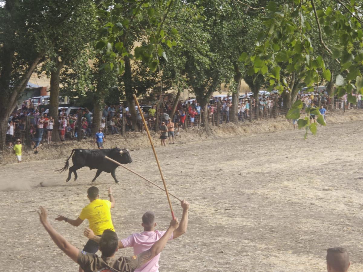 GALERÍA | El encierro de Villamor de los Escuderos en imágenes GALERÍA | El encierro de Villamor de los Escuderos en imágenes
