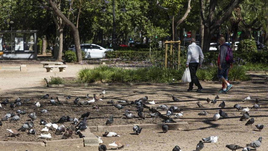 Campaña municipal para que la gente no alimente a las palomas y revertir la plaga