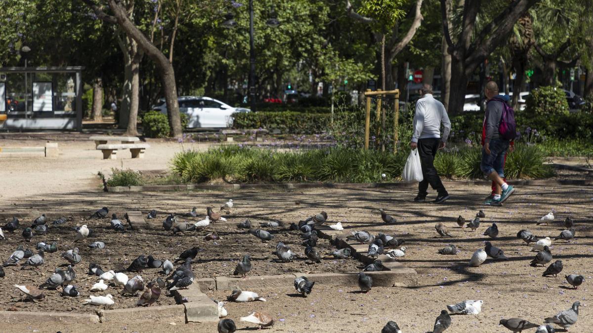 Palomas en la avenida Blasco Ibáñez de València.
