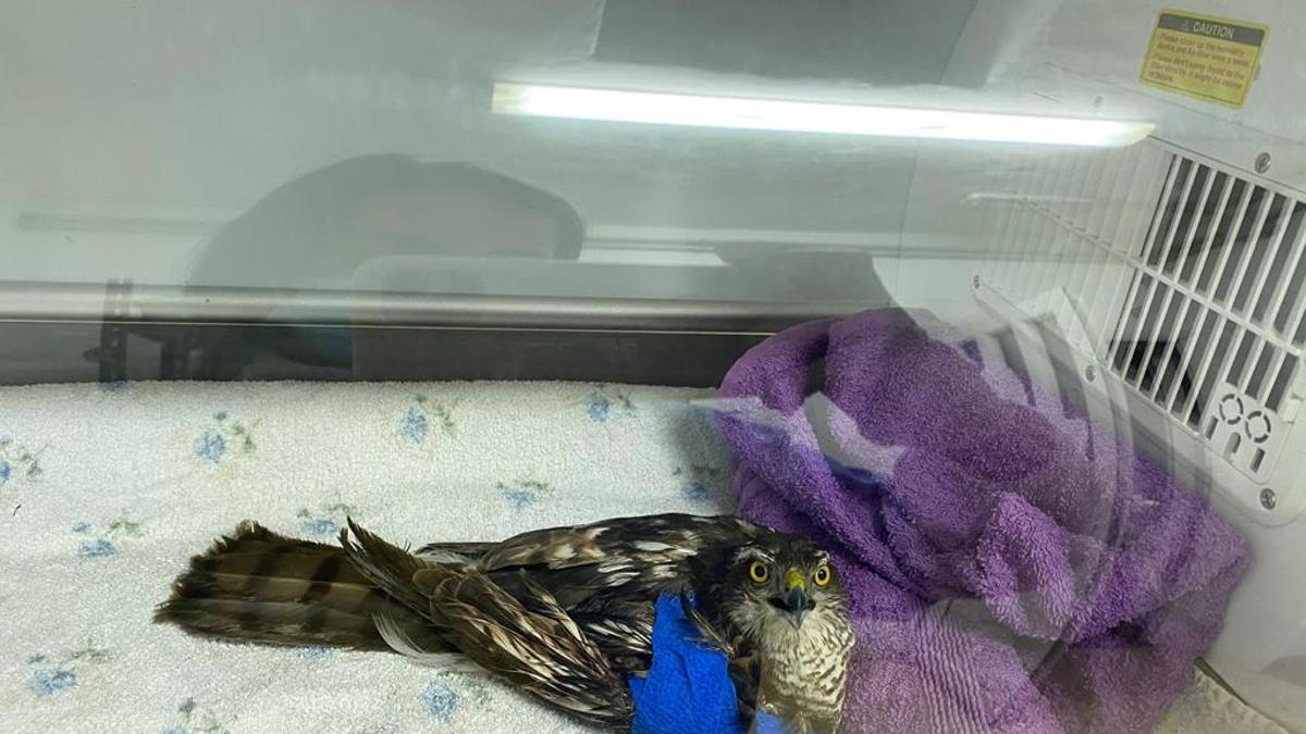 El gavilán herido durante su recuperación.