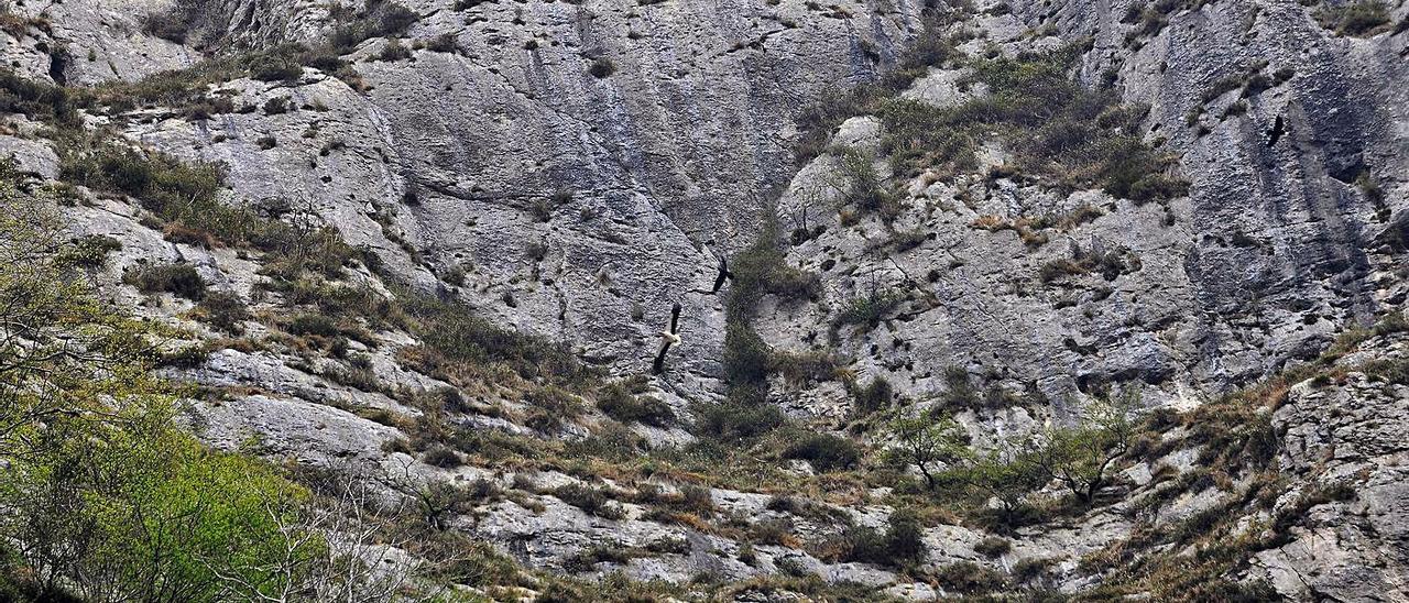 Arriba, varios buitres volando junto a sus nidos en el peñón de Figares. En el círculo, un alimoche. | LNE / L. M. Arce