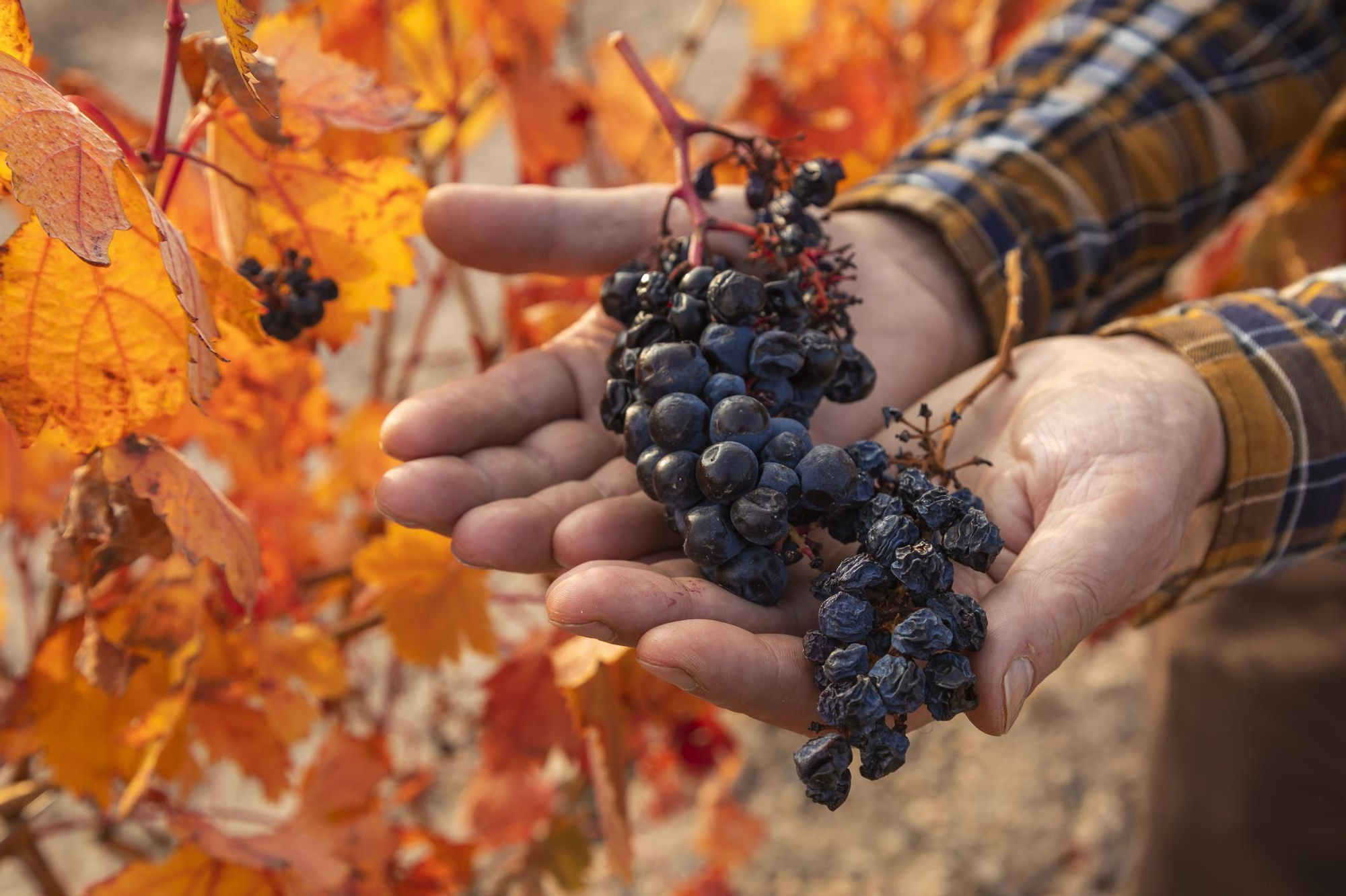 La uva tinta es la típica de los campos de Borja y de toda España