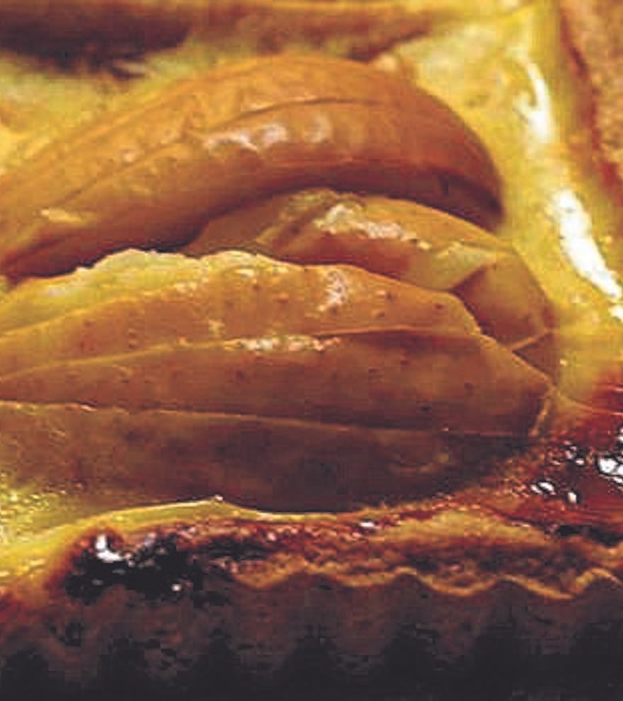 Receta de tarta de flan con manzana