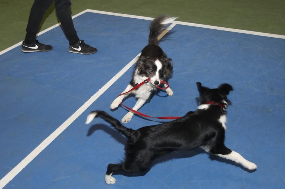 Los perros toman el Ifevi