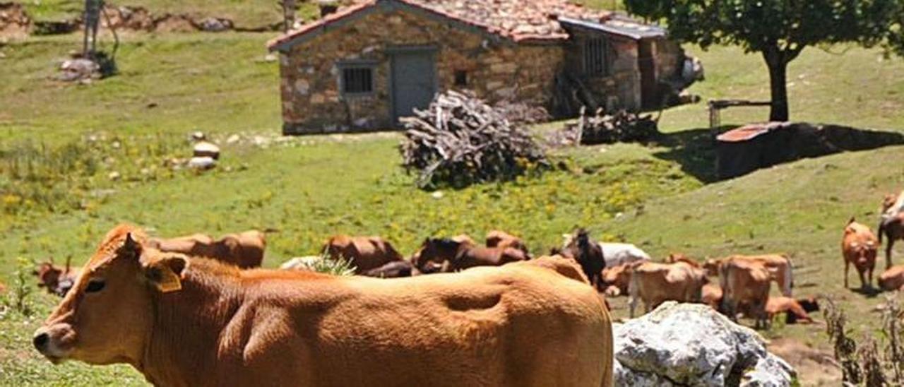 Vacas pastando en San Isidro, en el límite entre Aller y León.