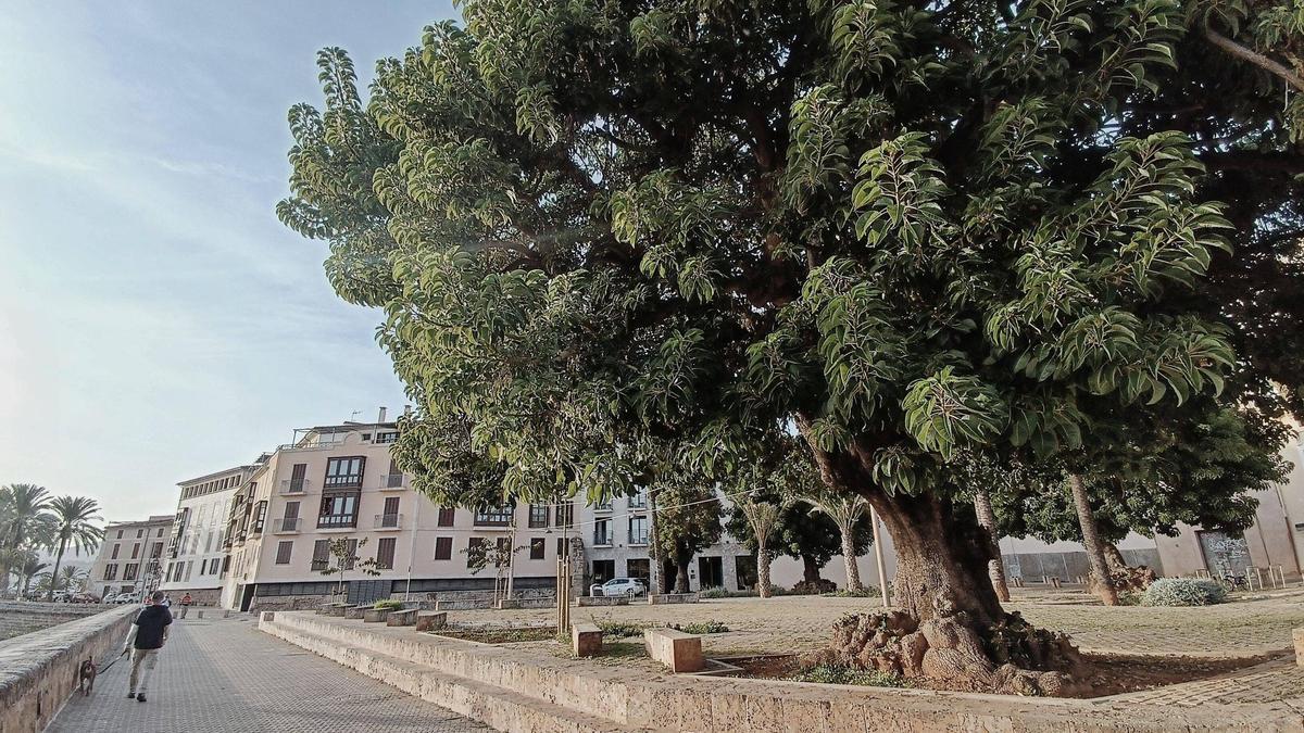 Uno de los Bellasombra que crece en la plaza Llorenç Villalonga.