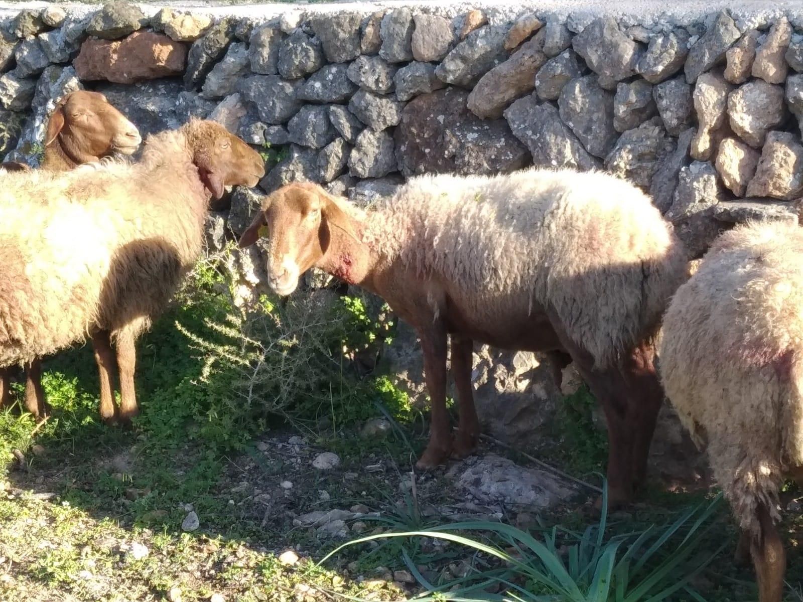 Tres perros matan a 60 ovejas embarazadas en Llucmajor