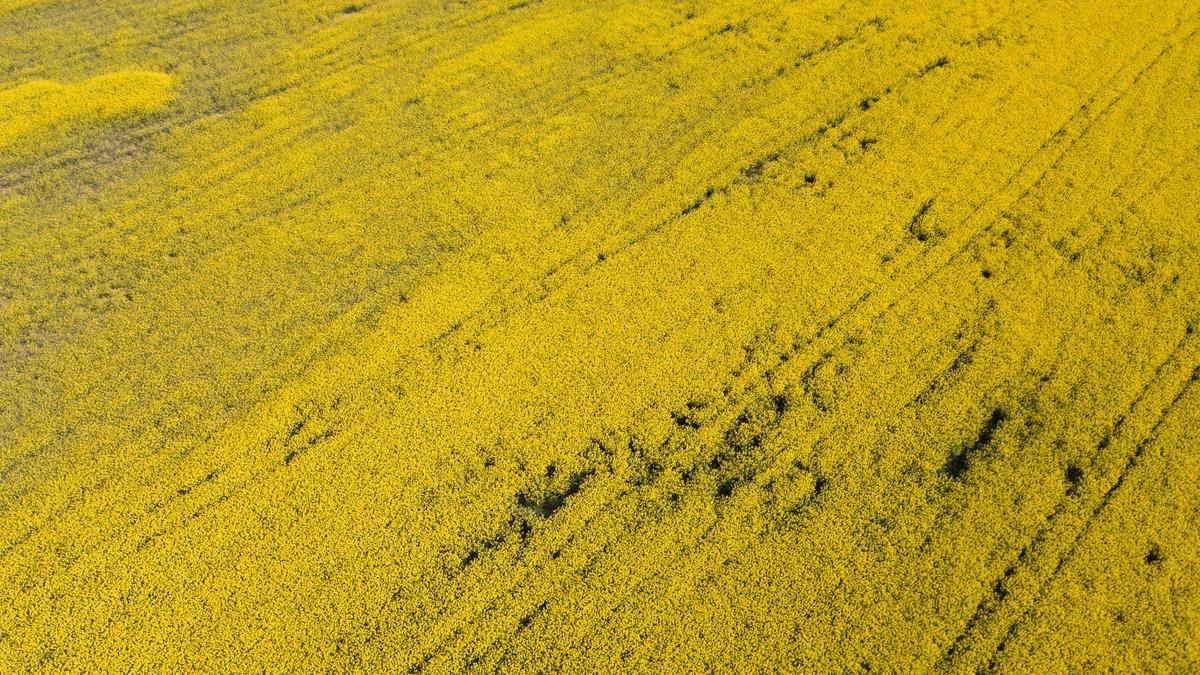 GALERÍA | La primavera tiñe de amarillo los campos de Zamora