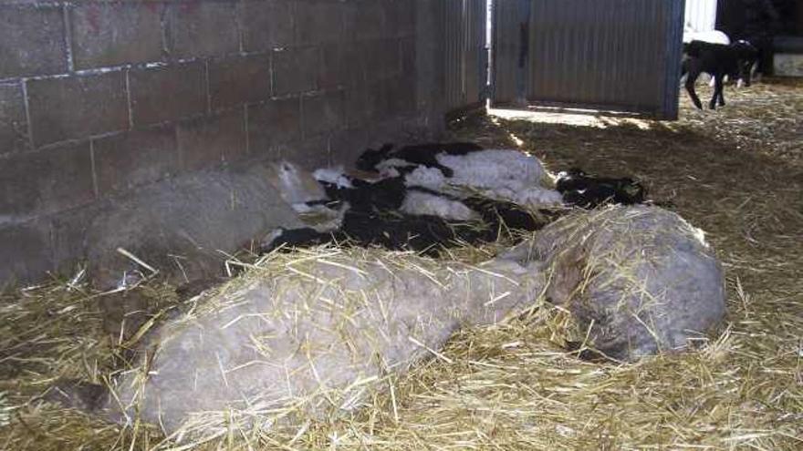 Tres ovejas yacen muertas junto a varios cadáveres de corderos dentro de la nave de la explotación de Rafael Lobato, en Peque.