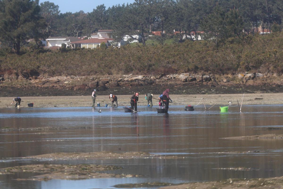Marisqueo a pie en las autorizaciones de San Martiño.