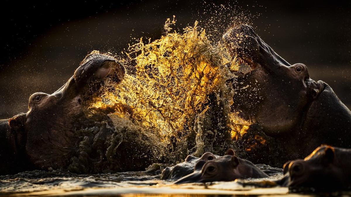 Estas son las mejores fotos de naturaleza del mundo en 2025