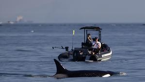 Orca cerca de un barco, imagen de archivo.