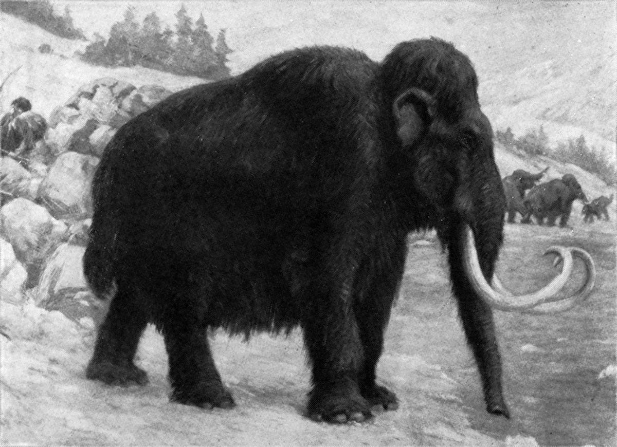El mamut lanudo podría volver a la vida gracias al ARN antiguo.
