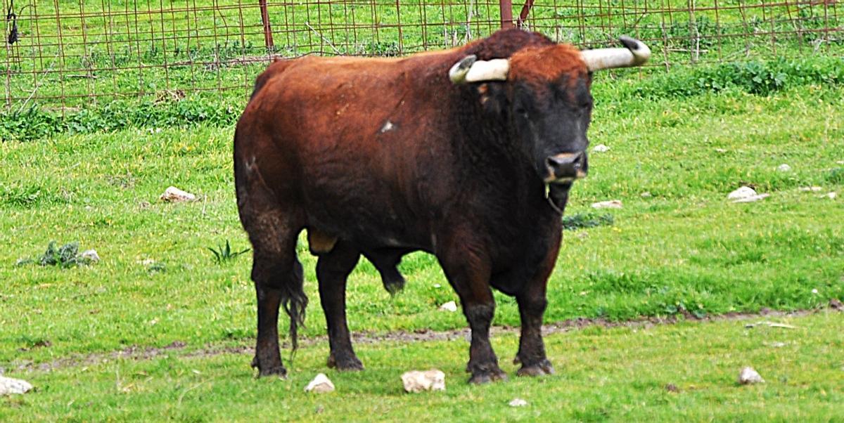 Imagen del toro que patrocinará la Penya Taurina Gent Blaugrana de l'Alcora.