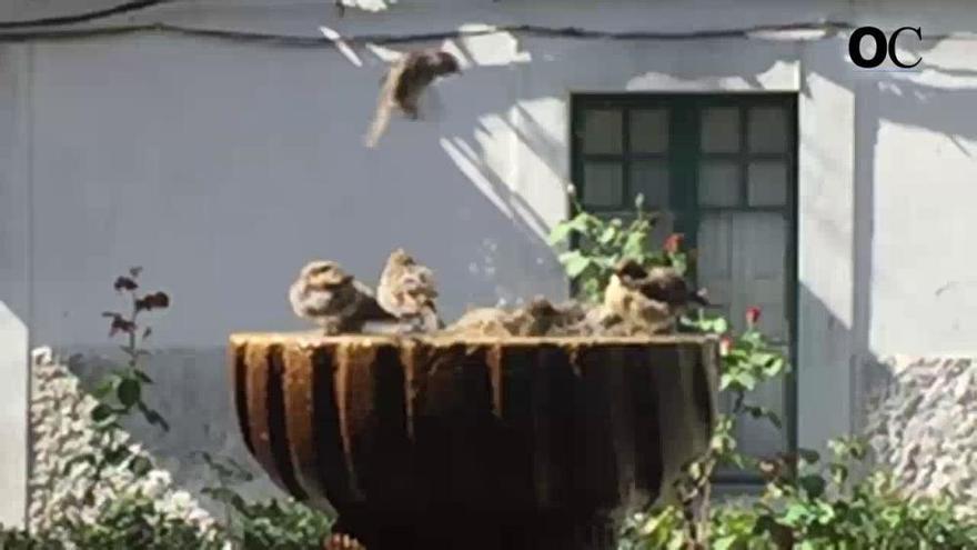 El último chapuzón del verano en la fuente de la plaza de Santo Domingo