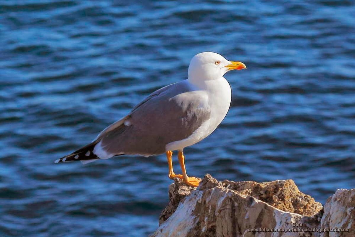 Gaviota patiamarilla