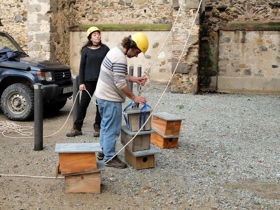 Reintroducció del xoriguer petit a Castelló d''Empú