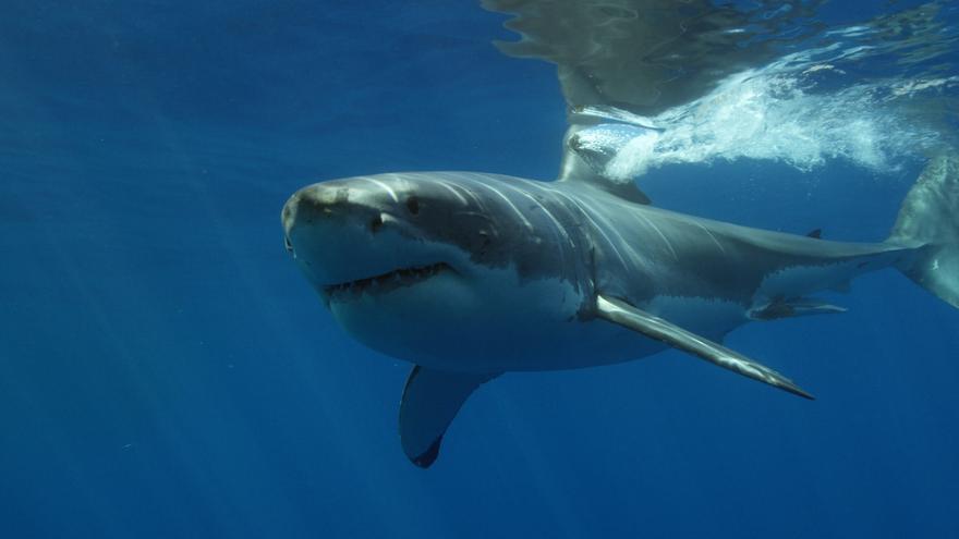 Un megalodón se comía una orca en los mismos bocados que tú un montadito, según un estudio