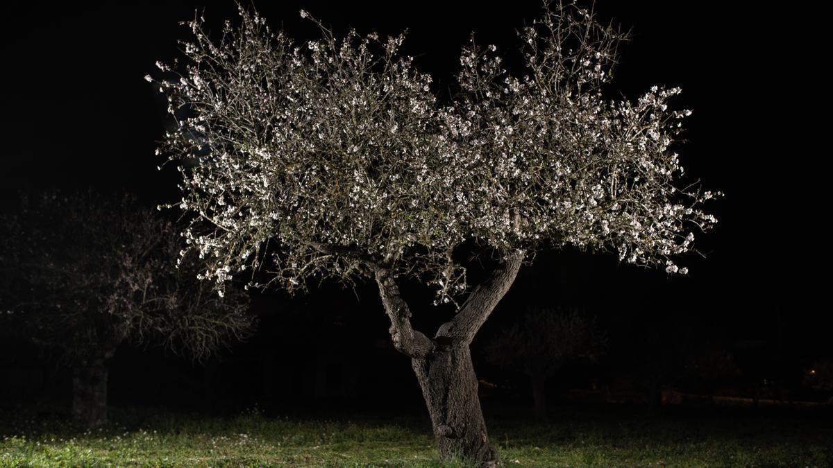 Sanftes Leuchten bei Nacht: Gaizka Taro hat die Mandelblüte einmal ganz anders festgehalten.