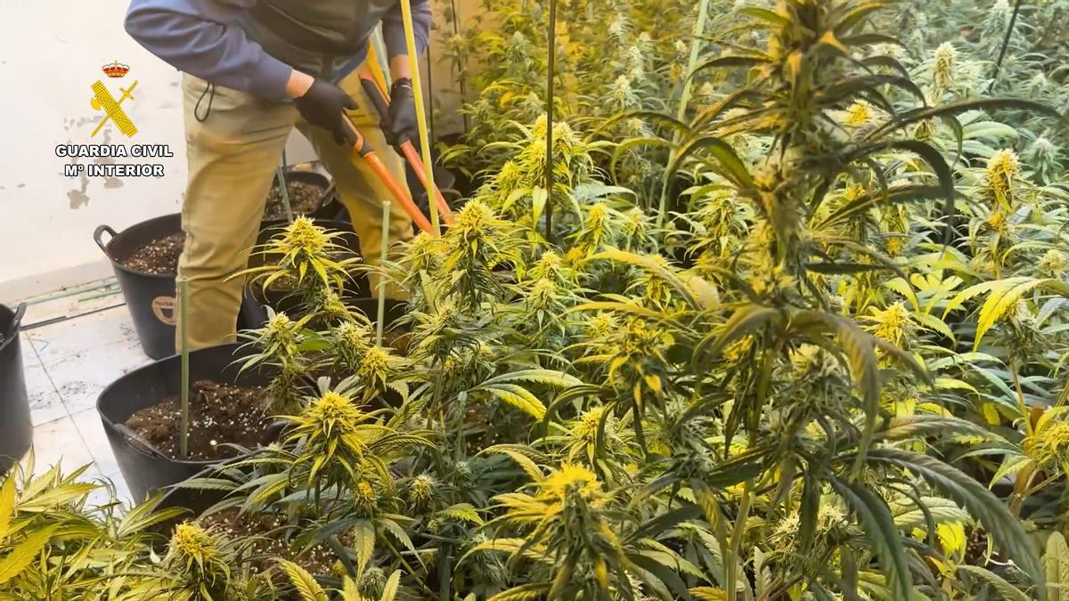 Más de 300 plantas en estado avanzado de crecimiento y próximas a su recolección