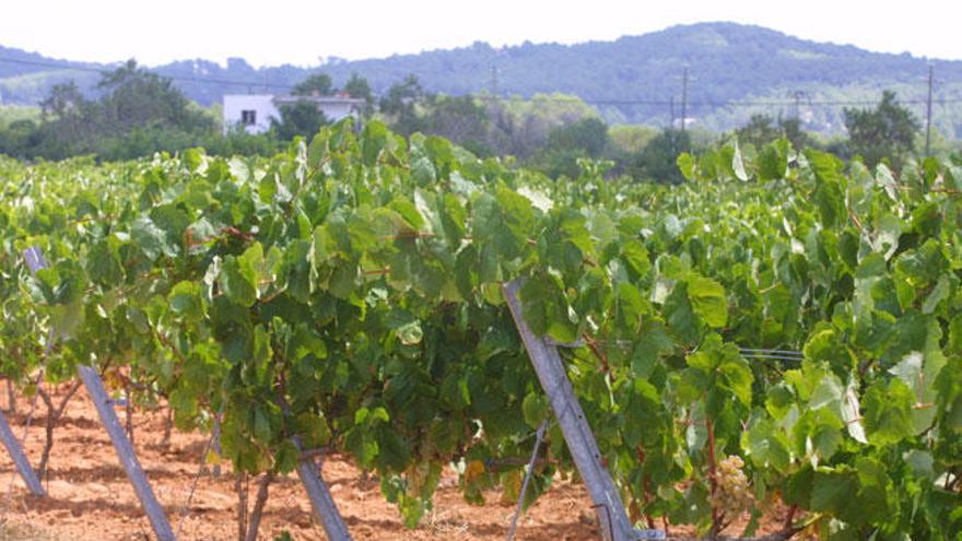 La actividad vitivinícola en el siglo XIX se vivió la época de máximo esplendor